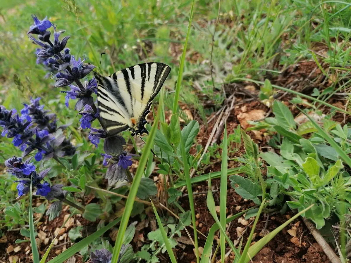 Ferienresidenz Lavandula Нова-Вас